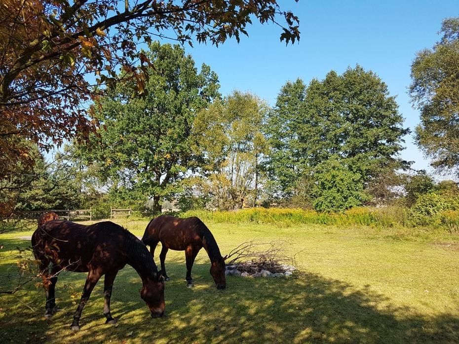 Agroturystyka Pod Modrzewiami Nowy Tomysl Bagian luar foto