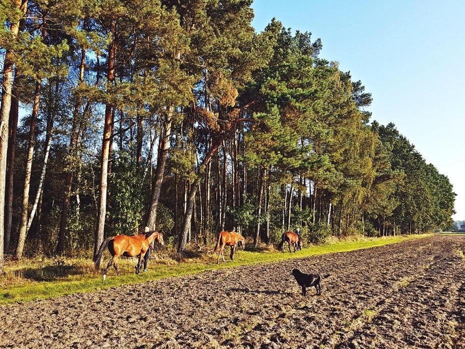 Agroturystyka Pod Modrzewiami Nowy Tomysl Bagian luar foto