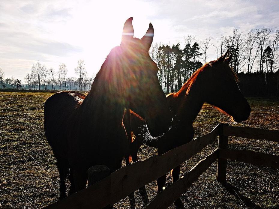 Agroturystyka Pod Modrzewiami Nowy Tomysl Bagian luar foto